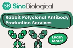 Rabbit Polyclonal Antibody (pAb) production