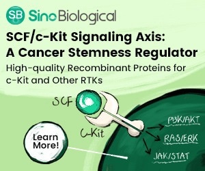 SCF/c-Kit signaling axis: Regulating cancer stemness