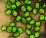 Lab-grown skin organoids help scientists understand monkeypox infection