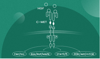 HGF/c-Met Axis: Reagents to support study and research
