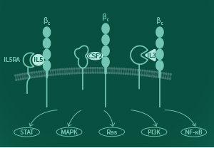 β chain signaling cytokines: Bioreagents to support research