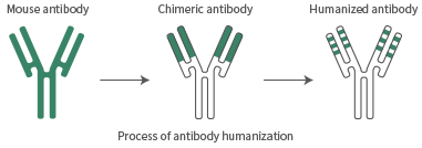 Antibody humanization with high in-vivo tolerability